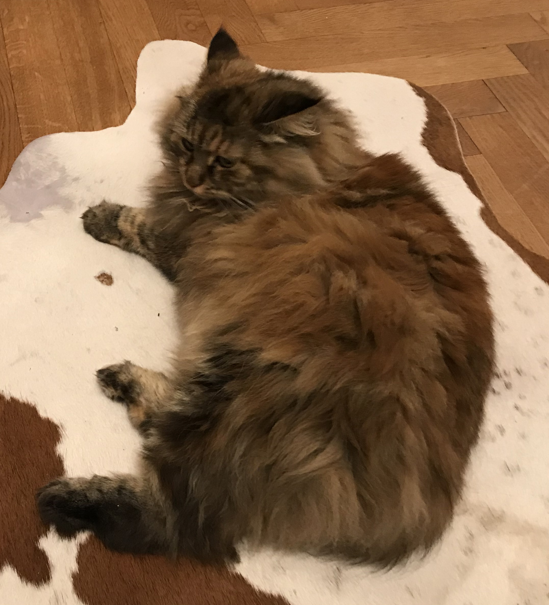 sibirisk kattunge Belinda